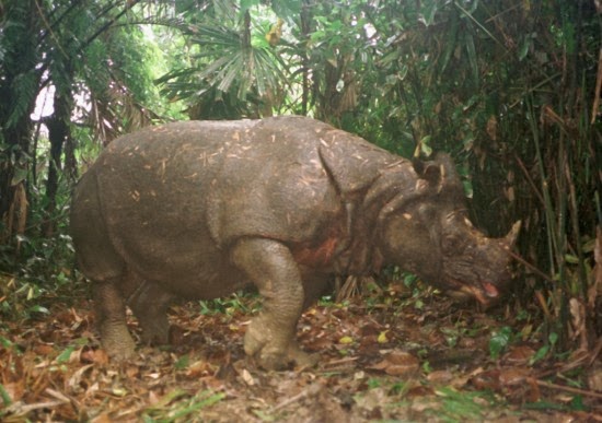 10 hewan  langka  di Indonesia Natalia Ervina